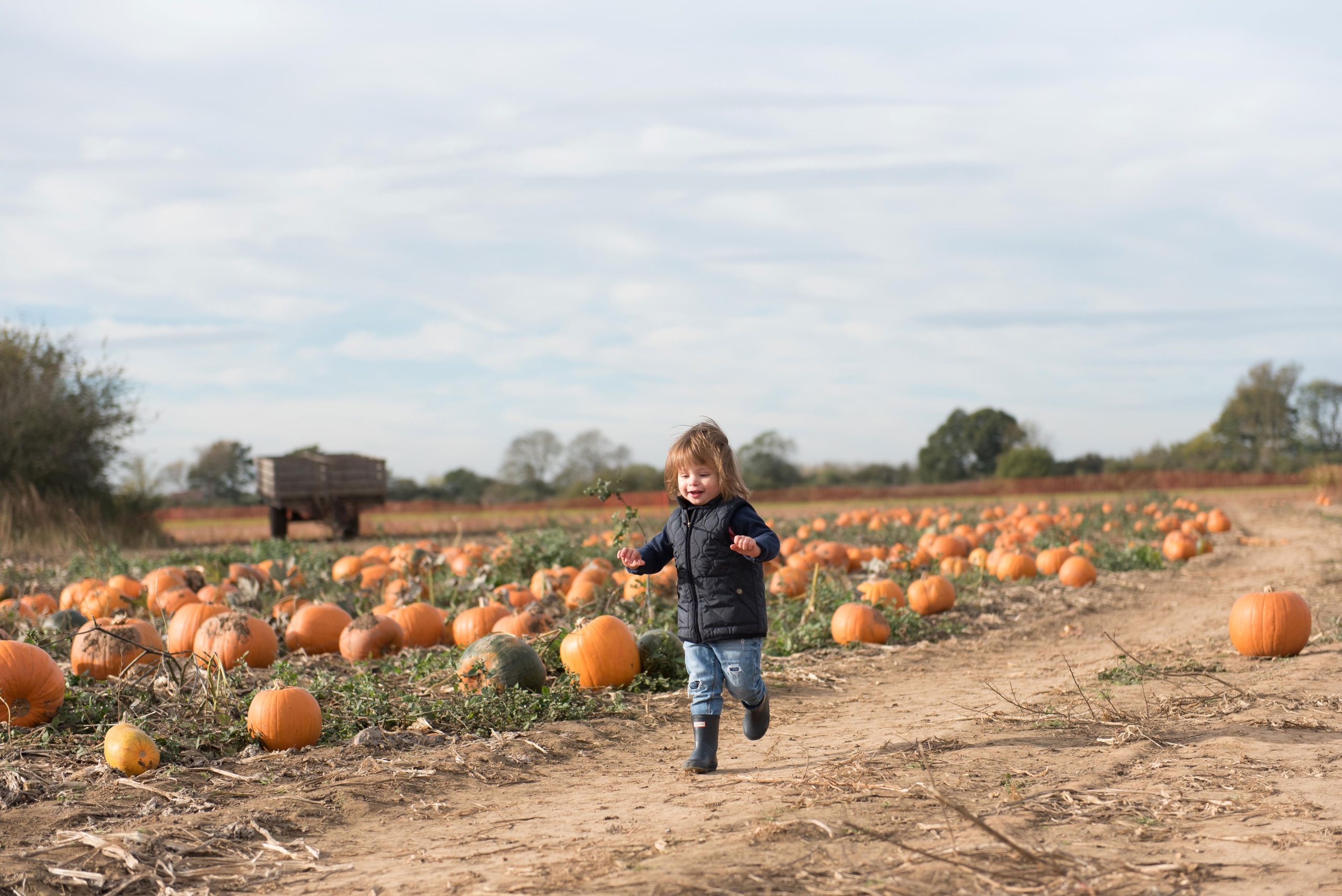 Pumpkin Patch Essex